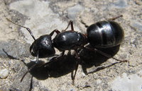 Camponotus cf. herculeanus Gyne.JPG