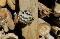 2-Polistes-Nest-822.jpg