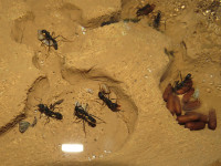 20201220 Neoponera apicalis im Ytong-Nest.JPG