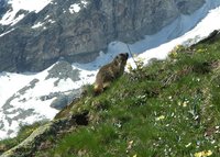 6-Marmot.jpg