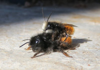 Osmia-MW_560.jpg