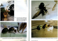 Oecophylla-2-3.jpg (842 KiB) 517232-mal betrachtet Oecophylla-2-3.jpg