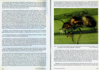 Oecophylla-6-7.jpg (649.79 KiB) 505244-mal betrachtet Oecophylla-6-7.jpg