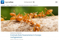Fire ants,Tagesschau.jpg (183.6 KiB) 506384-mal betrachtet Fire ants,Tagesschau.jpg