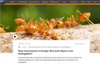 Fire-ants-BR-2023.jpg (109.83 KiB) 506384-mal betrachtet Fire-ants-BR-2023.jpg