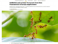 Fire ants Nat.Geogr.jpg (567.17 KiB) 506384-mal betrachtet Fire ants Nat.Geogr.jpg