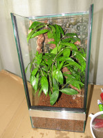 Terrarium mit Pflanzen.JPG