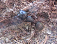Camponotus cf herculeanus Major2.JPG