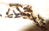 Camponotus lateralis im neuen Holznest.JPG