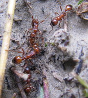 Manica vs Myrmica.JPG