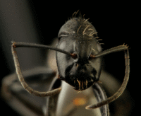 01 Camponotus vagus_frontal_02.gif