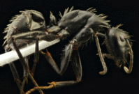 02 Camponotus vagus - lateral 01.gif