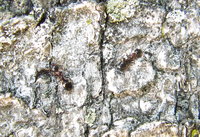 Dolichoderus quadripunctatus cf 2.JPG