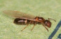 Camponotus_truncatus_20160711_01.jpg