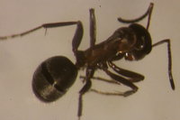 IMG_0041 Ameisenportal.JPG (384.67 KiB) 180589-mal betrachtet IMG_0041 Ameisenportal.JPG