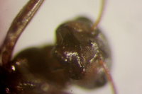 IMG_9873 Ameisenportal.JPG (343.65 KiB) 180589-mal betrachtet IMG_9873 Ameisenportal.JPG