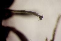 IMG_9938 Ameisenforum.JPG (328.76 KiB) 180589-mal betrachtet IMG_9938 Ameisenforum.JPG