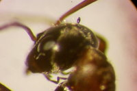 IMG_9935 Ameisenportal.JPG (373.39 KiB) 180589-mal betrachtet IMG_9935 Ameisenportal.JPG