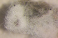 IMG_0288 Ameisenportal.JPG (350.47 KiB) 72320-mal betrachtet IMG_0288 Ameisenportal.JPG