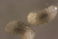 IMG_9965 Ameisenportal.JPG (361.38 KiB) 72320-mal betrachtet IMG_9965 Ameisenportal.JPG