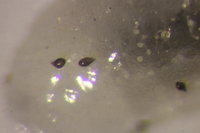 IMG_9978 Ameisenportal.JPG (612.8 KiB) 72320-mal betrachtet IMG_9978 Ameisenportal.JPG