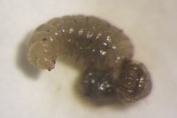 IMG_0266 Ameisenportal.JPG (338.94 KiB) 72319-mal betrachtet IMG_0266 Ameisenportal.JPG