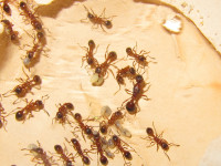 Neue Manica Gyne.JPG (1.55 MiB) 144000-mal betrachtet Neue Manica Gyne.JPG