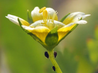 Blüte_3.JPG