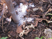 Oryttus concinnus altes Nest zugescharrt.JPG (587.53 KiB) 205640-mal betrachtet Oryttus concinnus altes Nest zugescharrt.JPG