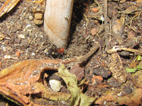 Oryttus concinnus beim alten Nesteingang.JPG (1.11 MiB) 205640-mal betrachtet Oryttus concinnus beim alten Nesteingang.JPG