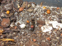 Oryttus concinnus Nesteingang zugescharrt.JPG (875.06 KiB) 205640-mal betrachtet Oryttus concinnus Nesteingang zugescharrt.JPG