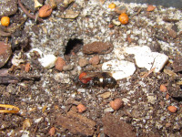 Oryttus concinnus vor geöffnetem Nesteingang.JPG (1.02 MiB) 205640-mal betrachtet Oryttus concinnus vor geöffnetem Nesteingang.JPG