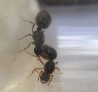 85ED1302-EBAF-4A85-944A-B576561C8059.jpeg (494.79 KiB) 92163-mal betrachtet 85ED1302-EBAF-4A85-944A-B576561C8059.jpeg