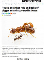 Rodeo-Ants-N-Sci.jpg