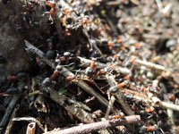 Formica sp..jpg