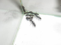 Ectomo1.JPG (299.23 KiB) 115565-mal betrachtet Ectomo1.JPG