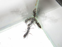 Ectomo3.JPG (694.98 KiB) 115759-mal betrachtet Ectomo3.JPG