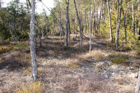 DSC02496bpsklein.jpg