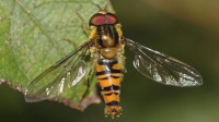 hainschwebfliege-episyrphus-balteatus-sie-ist-auch-unter-dem-namen-winterschwebfliege-bekannt-.jpg