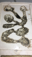 Lasius cf niger Nest.jpg