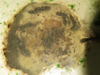 202031031 Ectomomyrmex astutus.JPG (1.59 MiB) 17354-mal betrachtet 202031031 Ectomomyrmex astutus.JPG