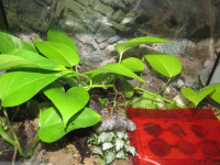 Ectomomyrmex Anlage.JPG (1.5 MiB) 17351-mal betrachtet Ectomomyrmex Anlage.JPG