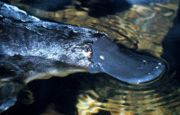Platypus-2.jpg