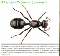 Lasius-niger.jpg