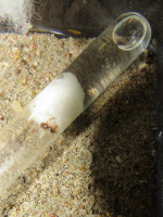 2021017 Solenopsis fugax.jpg