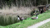 Buchteich_711.jpg