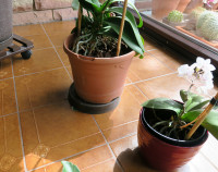 A-L.br.Köder_3785.jpg (684.22 KiB) 364611-mal betrachtet A-L.br.Köder_3785.jpg