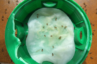 G-L.br.Köder_3793.jpg (341.34 KiB) 364599-mal betrachtet G-L.br.Köder_3793.jpg