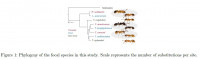 Fig.1-Phylogeny-H.s.et-al..jpg