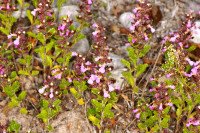 DSC05331.JPG
